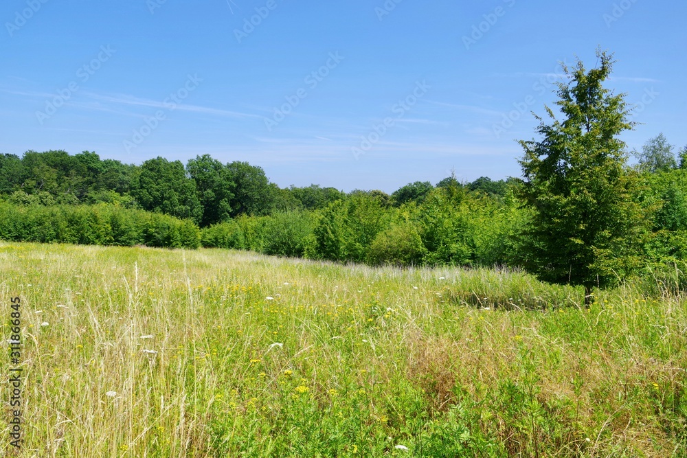 Fototapeta premium Wiese