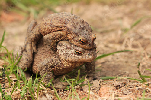 Two ground toads, a smaller male sitting on top of a large female and moving on it on the ground in the spring.