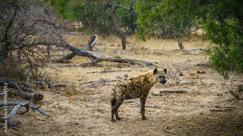 hyena in kruger national park  mpumalanga  south africa 13