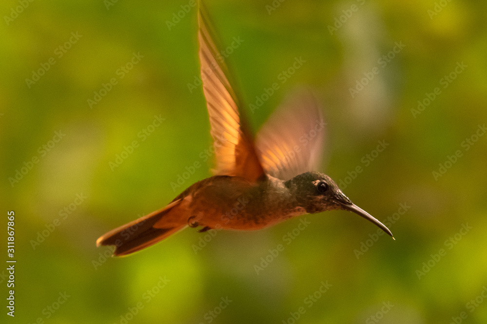 Hummingbird(Trochilidae)Flying gems ecuador costa rica panama Hummingbird(Trochilidae)Flying gems ecuador costa rica panama