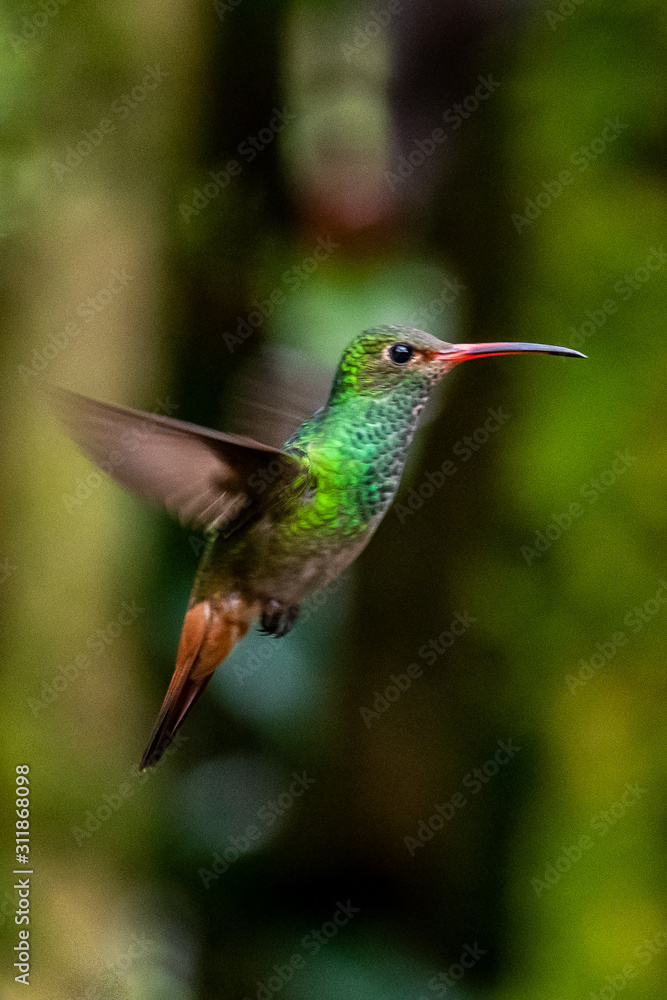 Fototapeta premium Hummingbird(Trochilidae)Flying gems ecuador costa rica panama