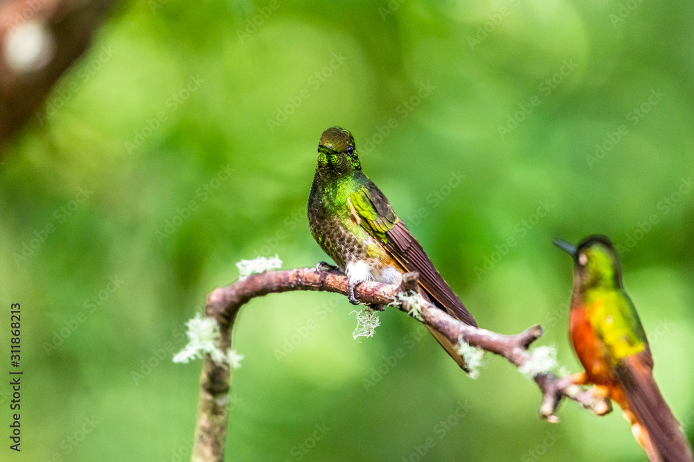 Hummingbird(Trochilidae)Flying gems ecuador costa rica panama Hummingbird(Trochilidae)Flying gems ecuador costa rica panama