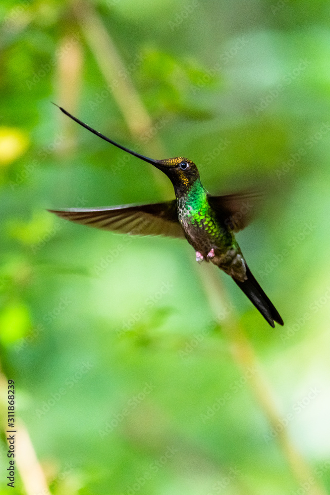Fototapeta premium Hummingbird(Trochilidae)Flying gems ecuador costa rica panama