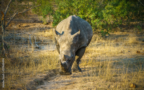 white rhino in kruger national park  mpumalanga  south africa 25