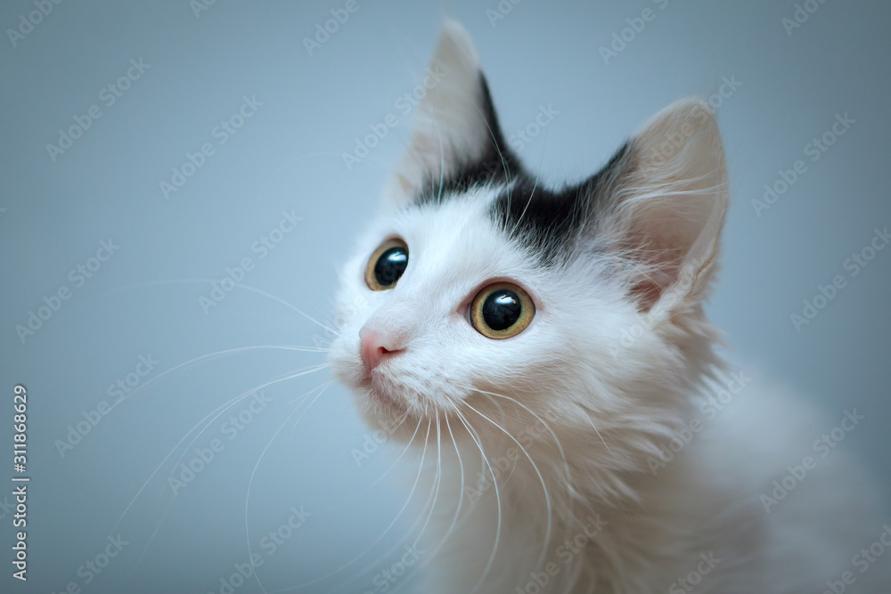 Portrait of a white kitten with a lush mustache and black spot between pink ears on a gray background.