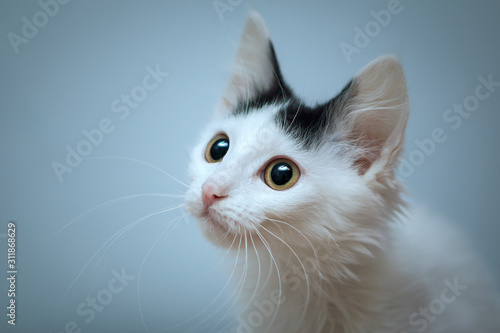 Portrait of a white kitten with a lush mustache and black spot between pink ears on a gray background.