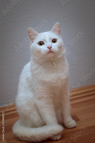 Snow-white cat with yellow eyes on a littered horizon and a white background