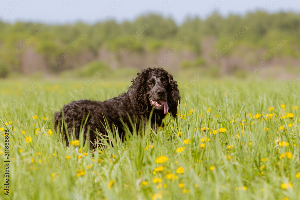 A black hunting dog of the Spaniel breed with long curly ears smiles over his shoulder, and the tongue up to the floor, in the field of green grass and yellow dandelions