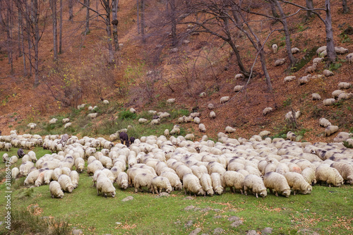 Flock of sheep and donkeys on the bank of the river near the autumn beech forest, Rasinari village area, Sibiu county, Romania photo