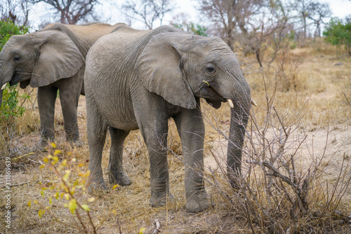 elephants in kruger national park  mpumalanga  south africa