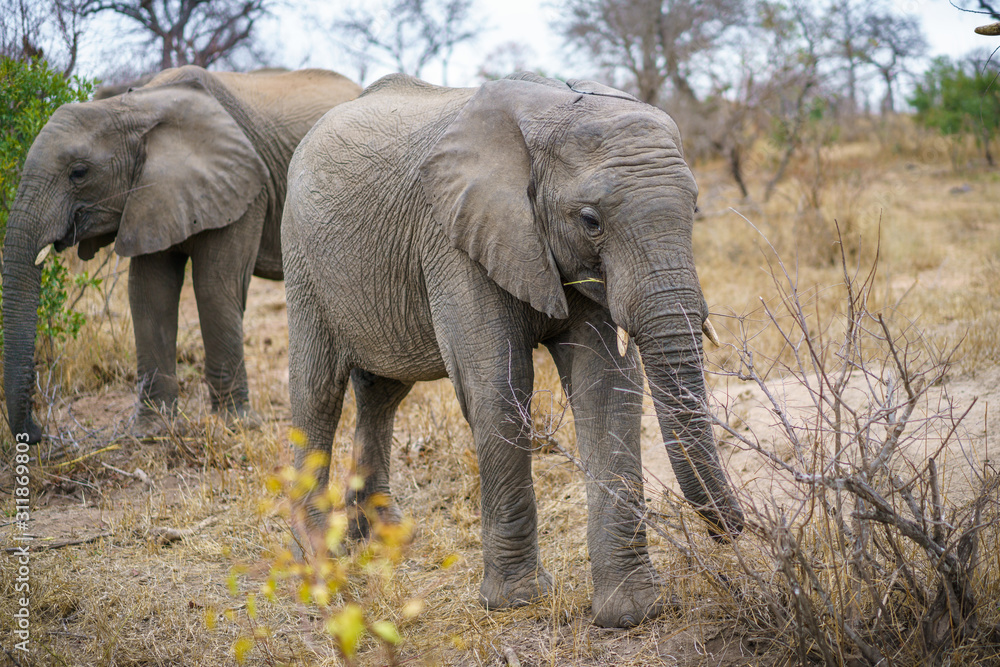 Fototapeta premium elephants in kruger national park, mpumalanga, south africa