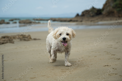 Cute cavachon dog on a beach.