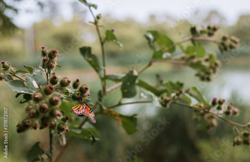 Pequeña mariposa de colores posada en una planta