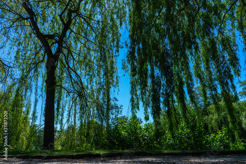 Trauerweide im Park photo