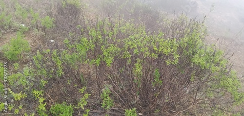 Tulsi tree is half dry and half green