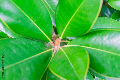 tropical leaves close up. Jungle nature background.