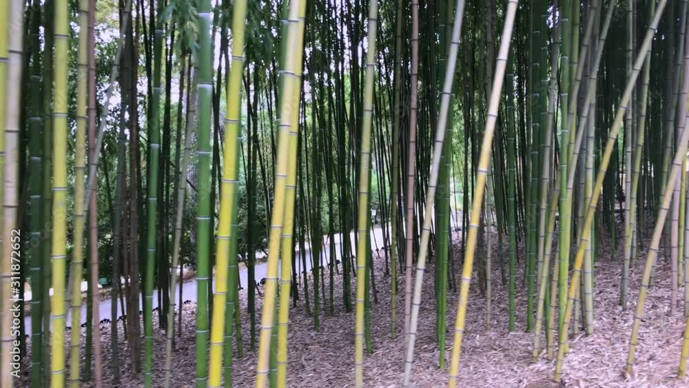 Bamboo, bamboo leaves, bamboo grove, bamboo stalk Bamboo, bamboo leaves, bamboo grove, bamboo stalk