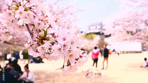 松山城の城下に咲いた桜と花見客