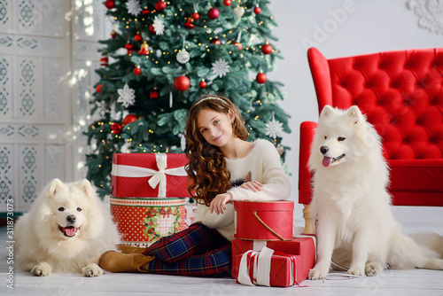 Photography Little beautiful girl and two big fluffy white wolf dogs next to a Christmas tree and red boxes with gifts