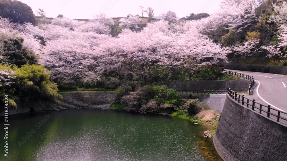 ふたみ潮風ふれあい公園の桜をドローンで空撮 StockVideo Adobe Stock