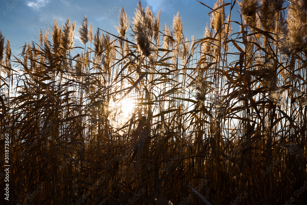 reeds against the backdrop of a sunny sunset reeds against the backdrop of a sunny sunset