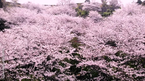 ふたみ潮風ふれあい公園の桜をドローンで空撮