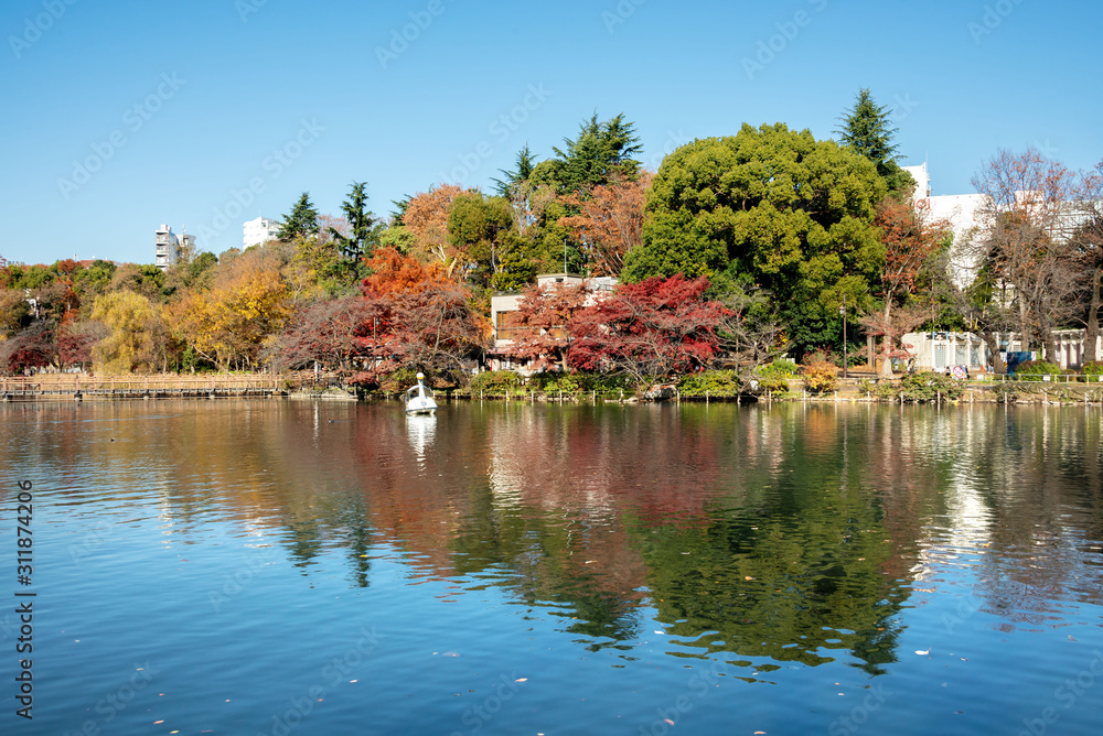 Fototapeta premium 井の頭恩賜公園
