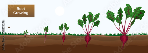 Beet Growth Stages Composition