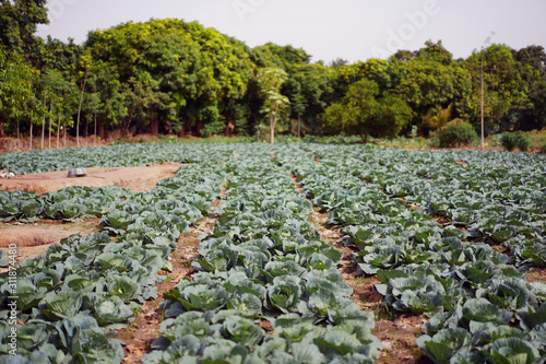 West African Original Traditional Cabbage Plantation photo