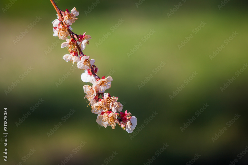 Apricot tree flower Apricot tree flower