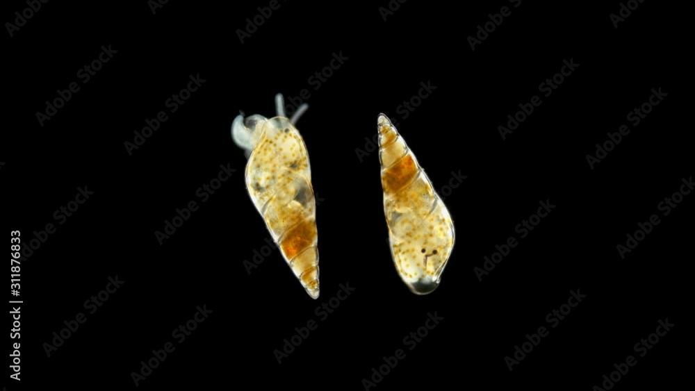 under the microscope, the marine snail, class Gastropoda, type Mollusca, has a turbo-spiral shell, only 1 mm in size, the shell is transparent and visible movement inside under the microscope, the marine snail, class Gastropoda, type Mollusca, has a turbo-spiral shell, only 1 mm in size, the shell is transparent and visible movement inside