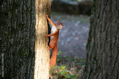 Eichhörnchen am Baum © der_herr_schulz