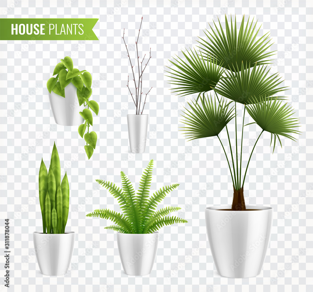 House Plants In Pot Realistic Icon Set - obrazy, fototapety, plakaty 