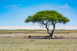 Blick auf die Etosha Salzpfanne, im Vordergrund ein Baum mit Antilopen, Etosha, Naminbia