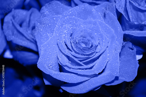 Beautiful rose with drops of water in a classic blue color style