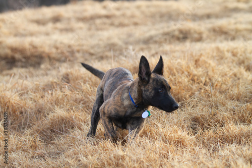 Fototapeta Naklejka Na Ścianę i Meble -  Puppy running around outdoors wearing a collar, brindle camouflage 