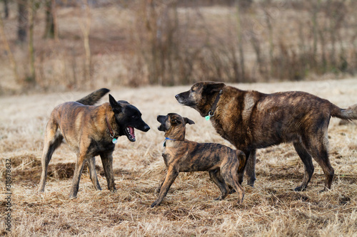 Canvas Print Three Dogs Playing, different ages, dutch shepherd dogs