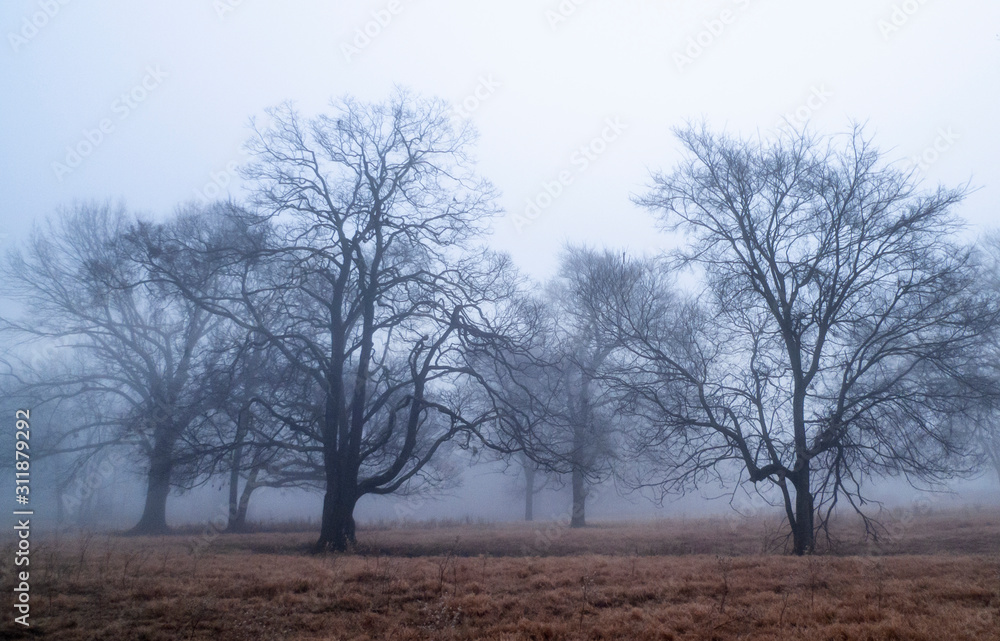 Into the mist, winter fog in Oklahoma Into the mist, winter fog in Oklahoma