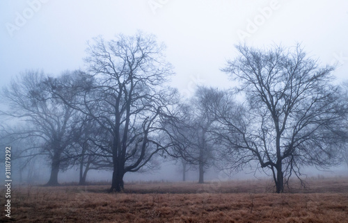 Into the mist, winter fog in Oklahoma
