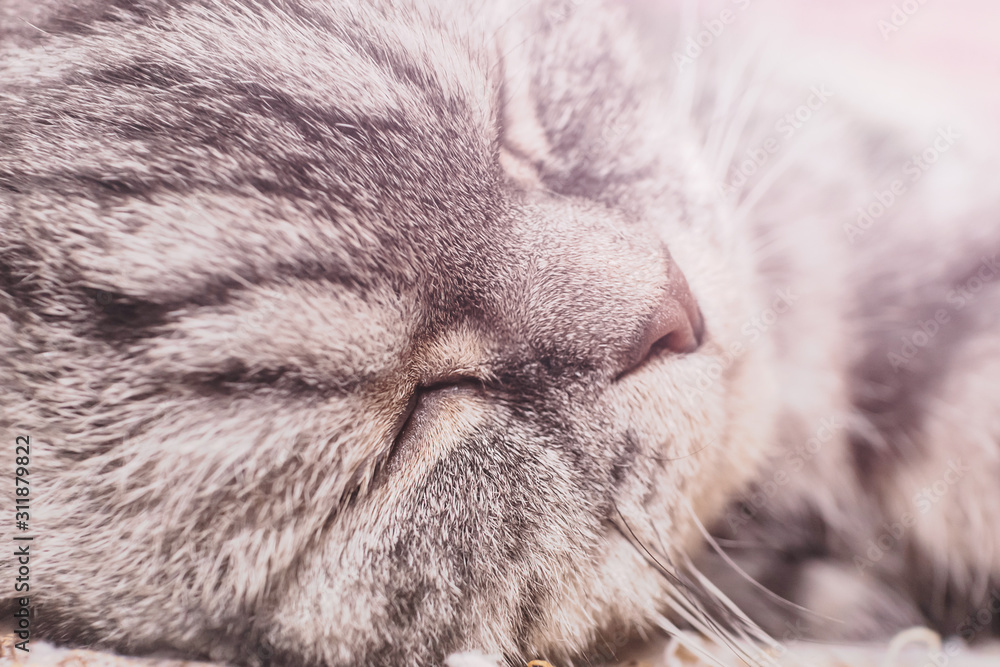 Scottish fold cat is sleeping. Muzzle close-up. Scottish fold cat is sleeping. Muzzle close-up.