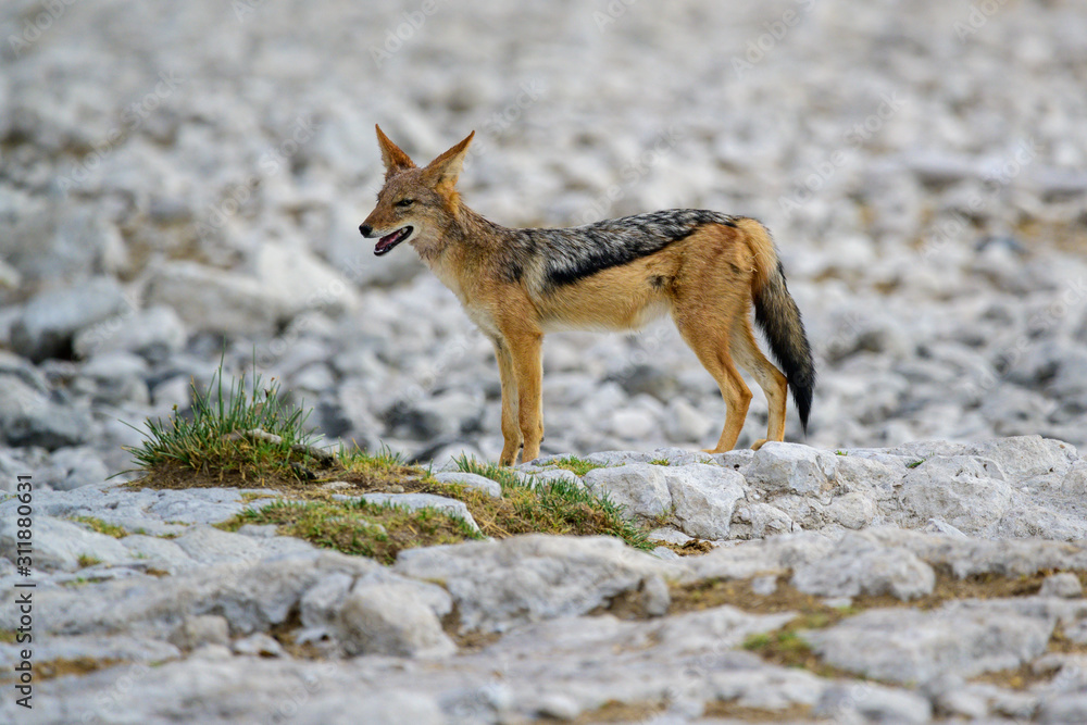 Obraz premium Schabrackenschakal, Canis mesomelas, im Etosha Nationalpark, Namibia