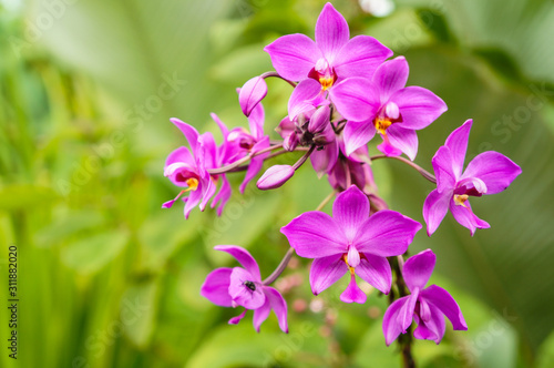 Pink orchids in La Fortuna, Costa Rica