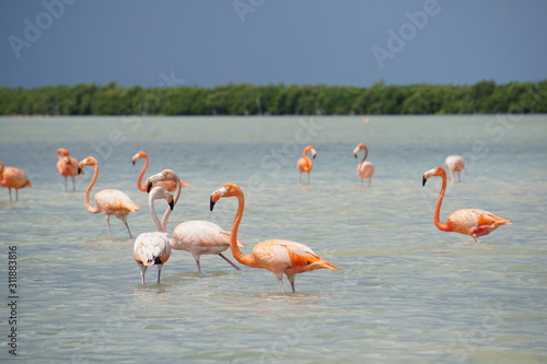 Wild flamingoes in Mexico