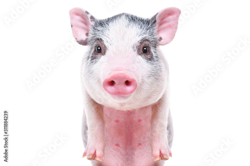 Portrait of a cute funny little pig, closeup, isolated on white background photo