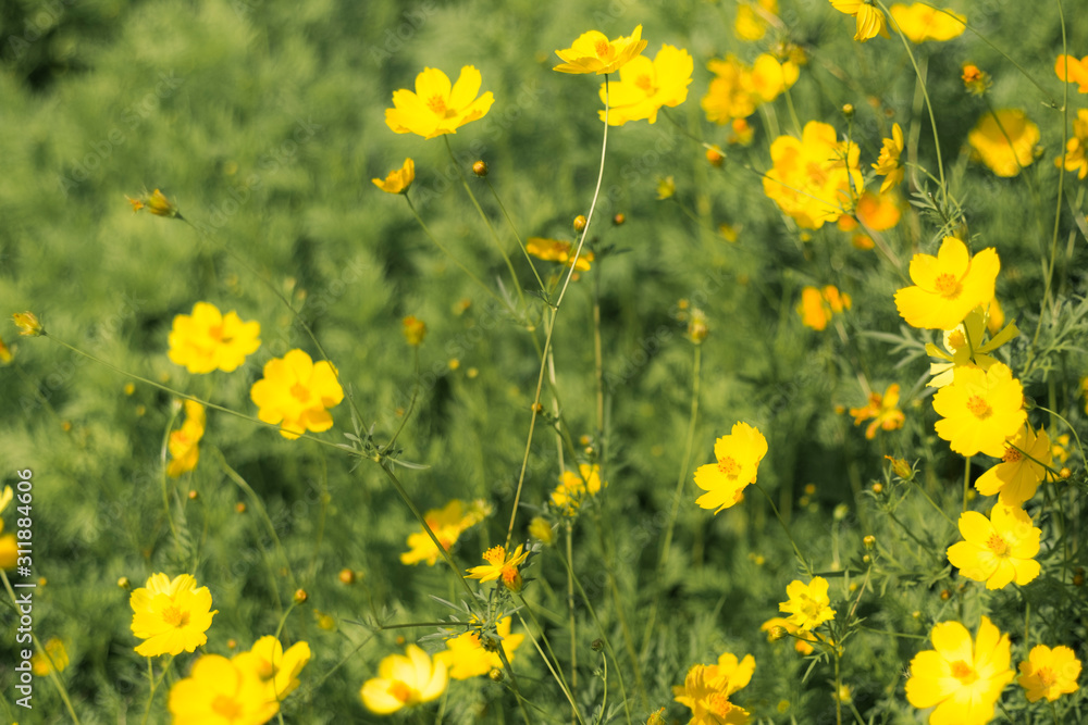 Obraz premium Scenery with cosmos representing autumn . yellow flower blooming in the field, vintage warm tone . free and joyful concept idea background