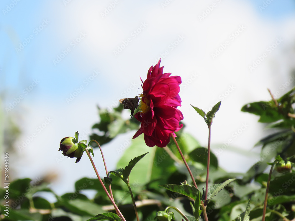 Obraz premium Red branch with several flowers and a butterfly inn
