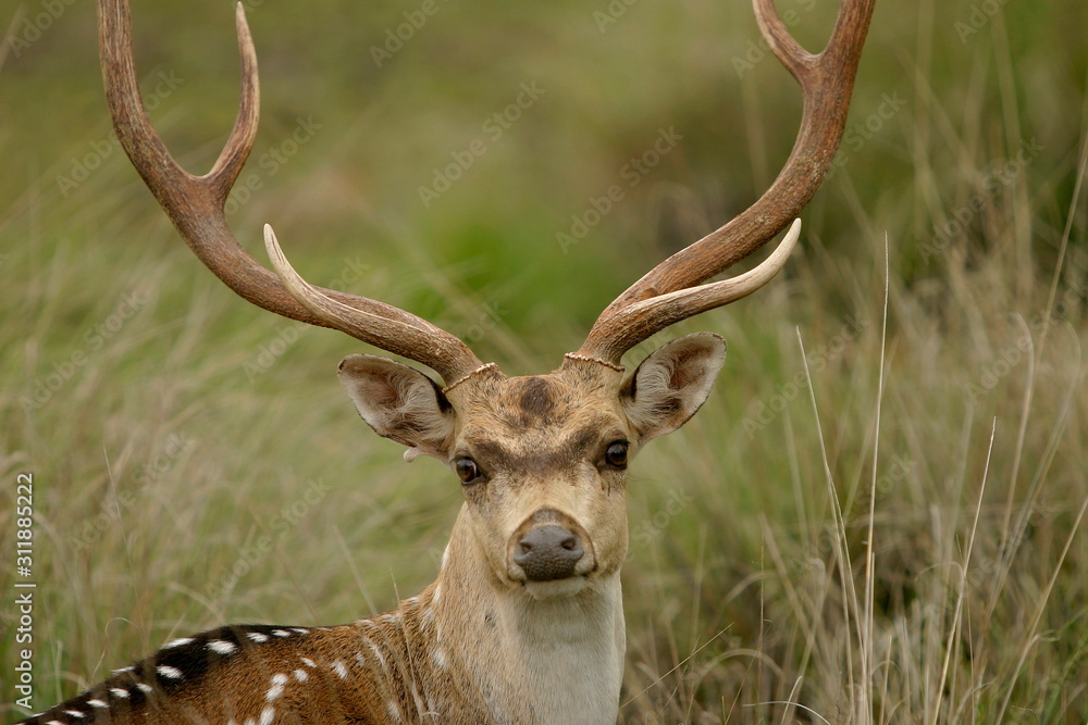 Spotted Dear or Chital, axis axis, Male, Kanha National Park, Madhya Pradesh, India Spotted Dear or Chital, axis axis, Male, Kanha National Park, Madhya Pradesh, India
