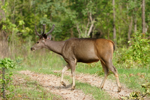 Sambar Male  Cervus unicolor  In velvet  Kanha National Park  Madhya Pradesh  India.