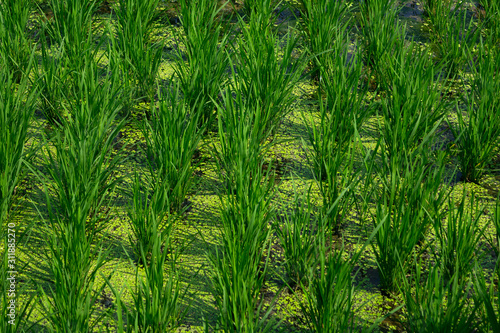 Green rice fields or terraces of Hampi  Karnataka  India.