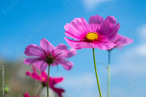 Cosmos sulphureus  Mexican Aster Beautiful garden landscape  colorful blooming flowers Pink flower.With blue sky